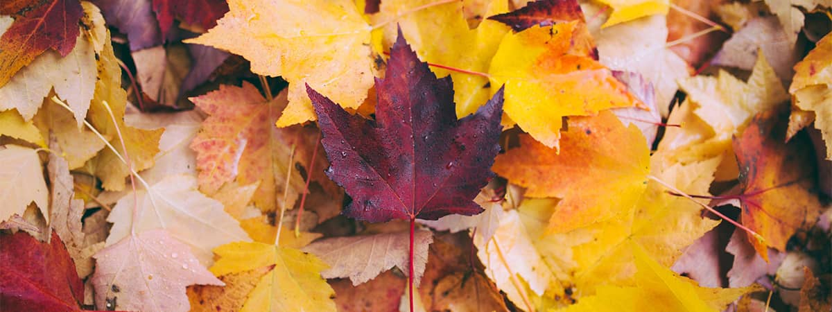 maples red and yellow