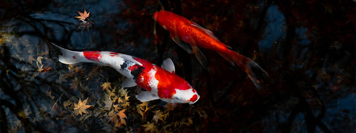 carpa koi