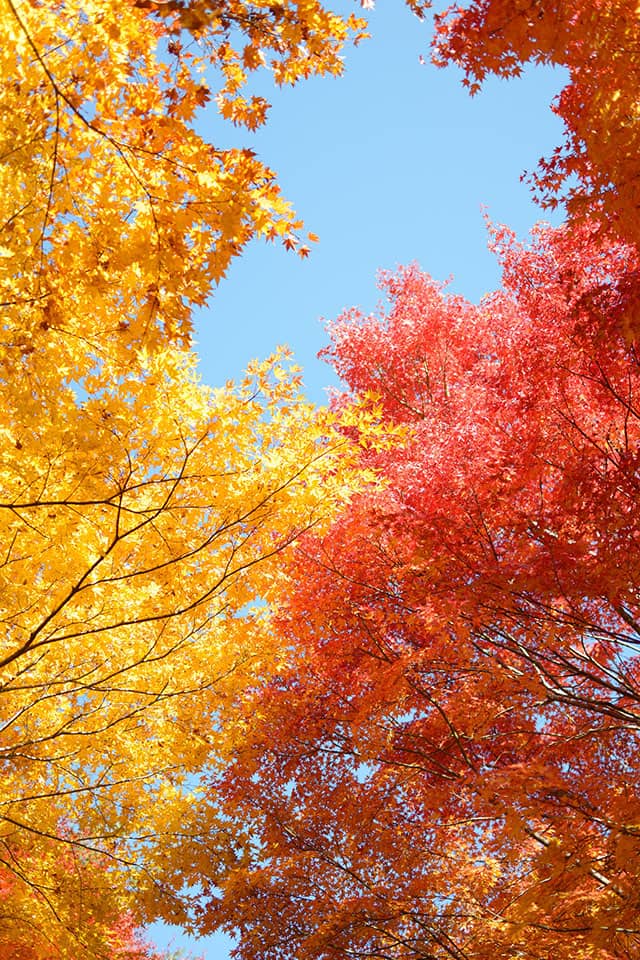 kotowaza cielo autunno